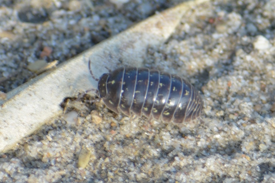 Armadillidium