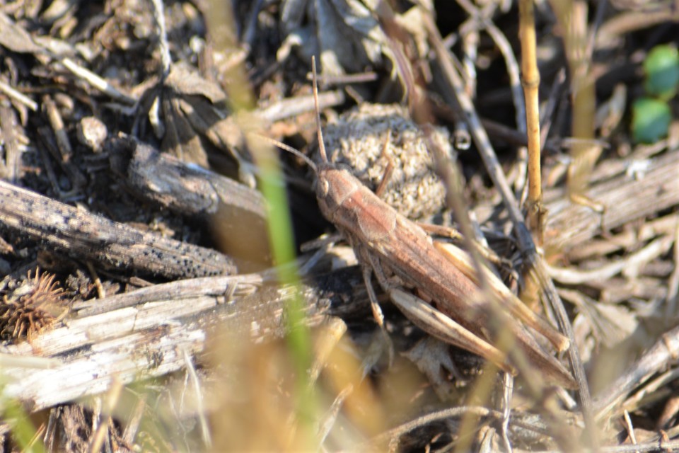 Chorthippus brunneus - közönséges tarlósáska