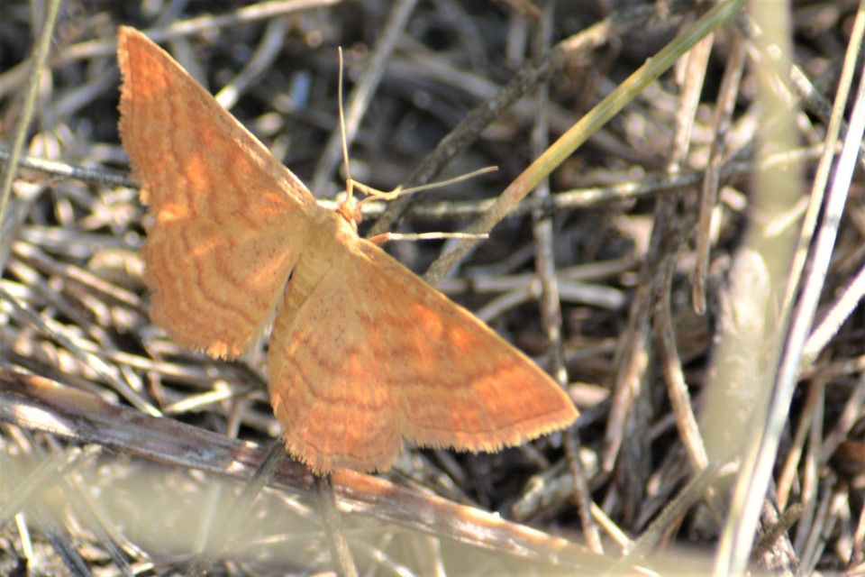 Idaea ochrata - okkerszínű sávosaraszoló