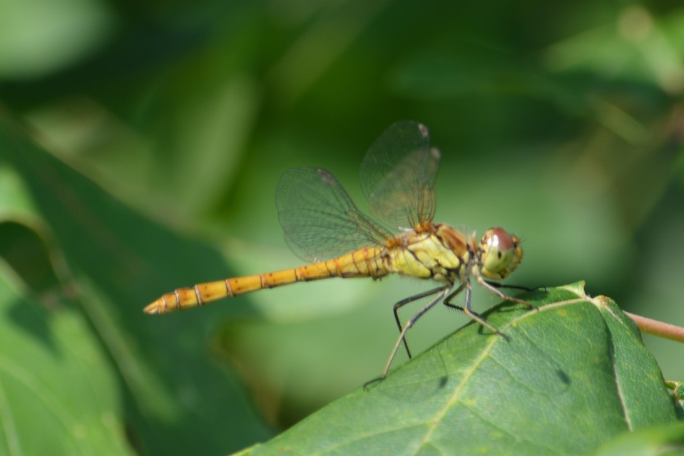 Sympetrum striolatum - harántsávos katona-szitakötő