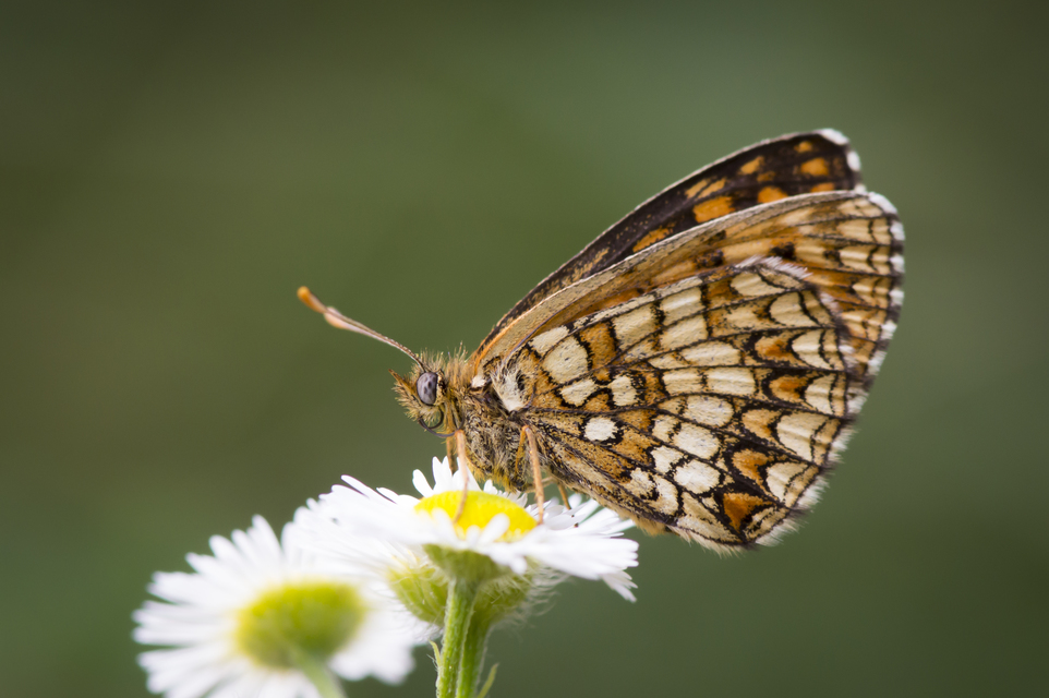 Melitaea aurelia - recés tarkalepke