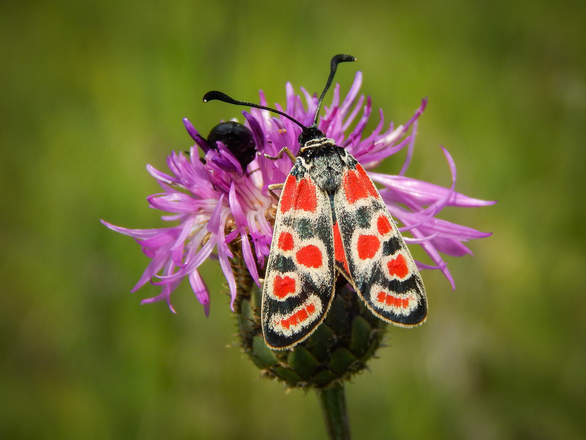 Zygaena carniolica - fehérgyűrűs csüngőlepke