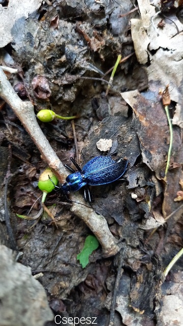 Carabus intricatus - kék laposfutrinka