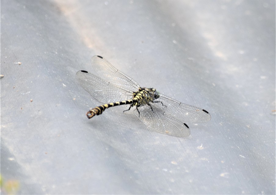 Onychogomphus forcipatus - gyűrűs folyami-szitakötő