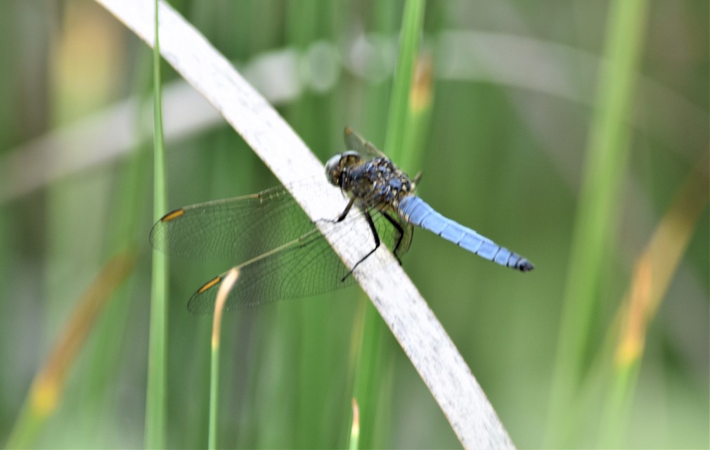Orthetrum coerulescens - karcsú pásztorszitakötő