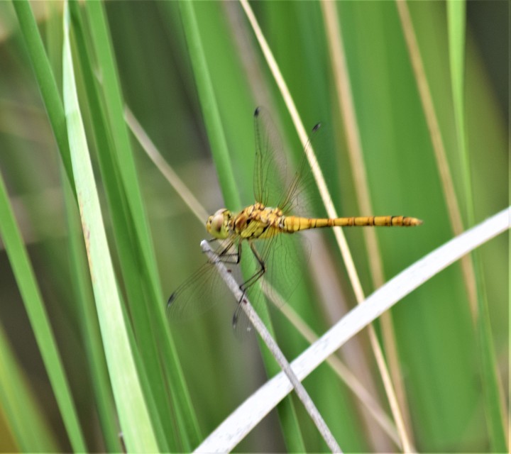 Sympetrum striolatum - harántsávos katona-szitakötő