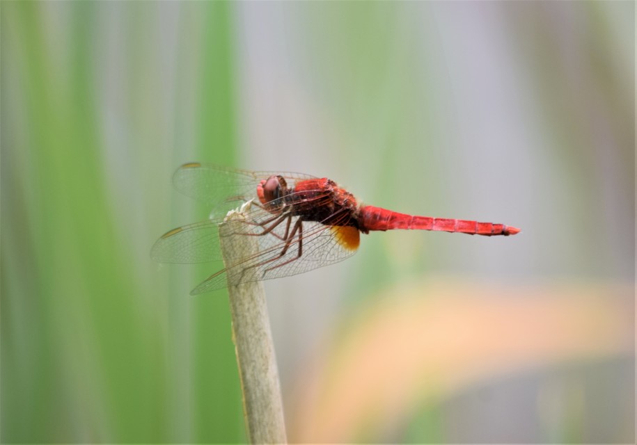 Crocothemis erythraea - skarlát szitakötő