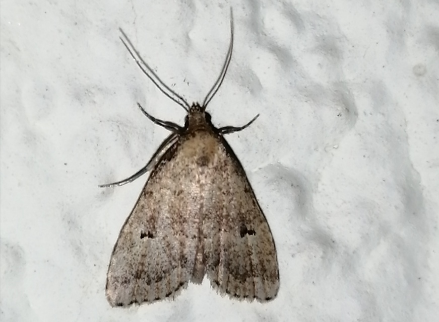 Hypenodes pannonica - pannon karcsúbagoly