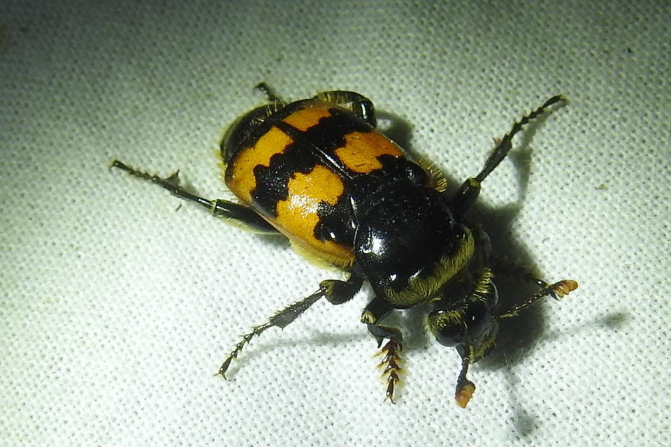 Nicrophorus vespillo - közönséges temetőbogár