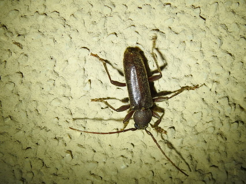 Trichoferus campestris - szállóvendég éjicincér