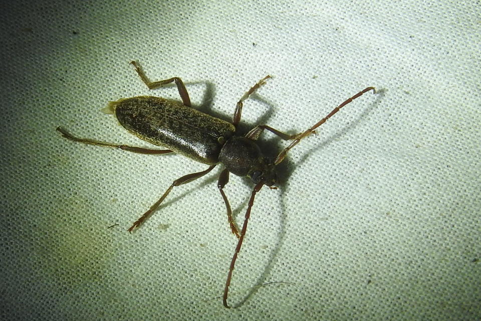 Trichoferus campestris - szállóvendég éjicincér