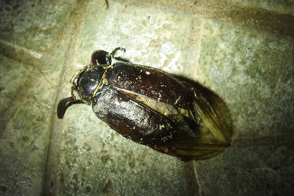 Polyphylla fullo - csapó cserebogár