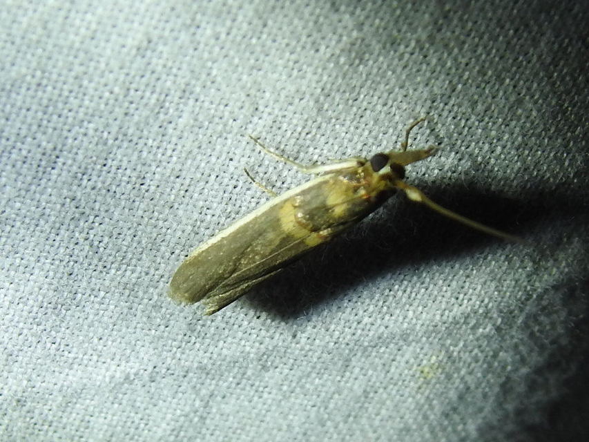 Etiella zinckenella - akácmoly