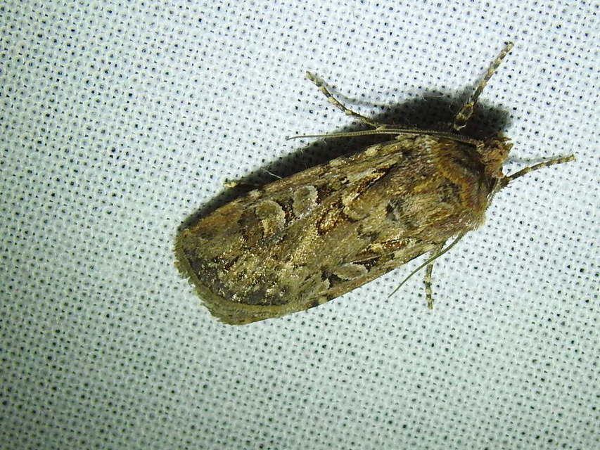 Euxoa tritici/nigrofusca/eruta