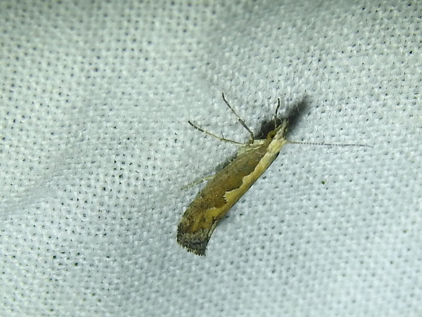 Plutella xylostella - káposztamoly