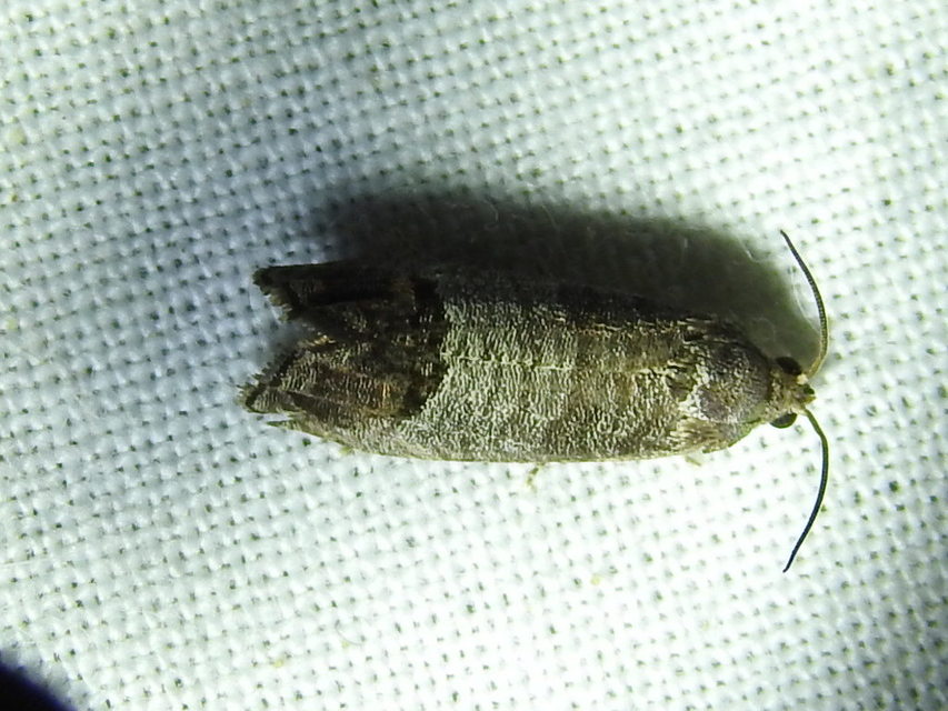 Cydia pomonella - almamoly