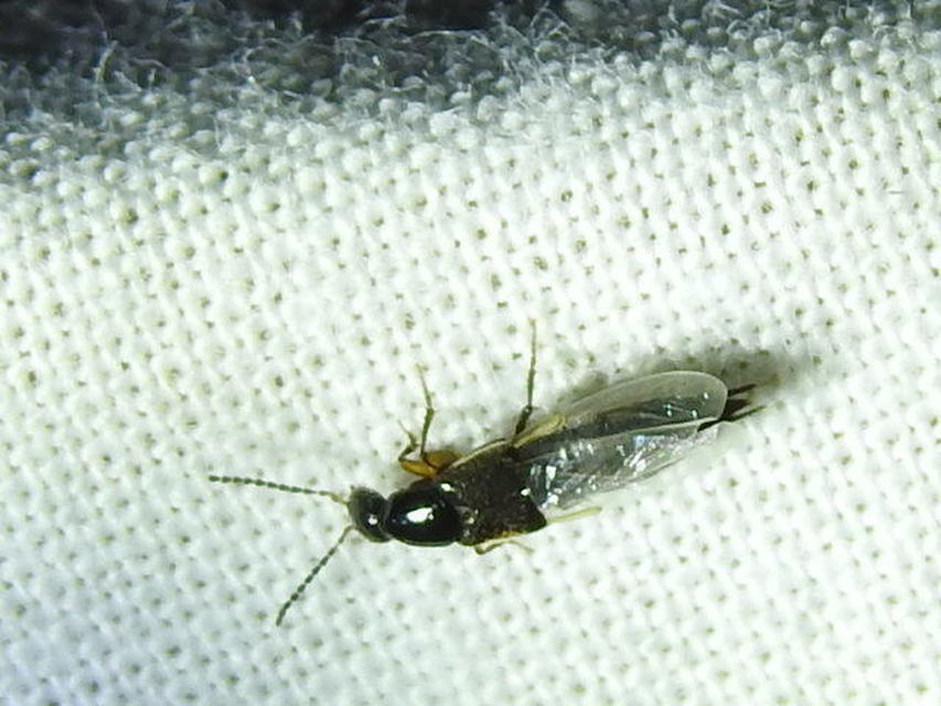 Philonthus