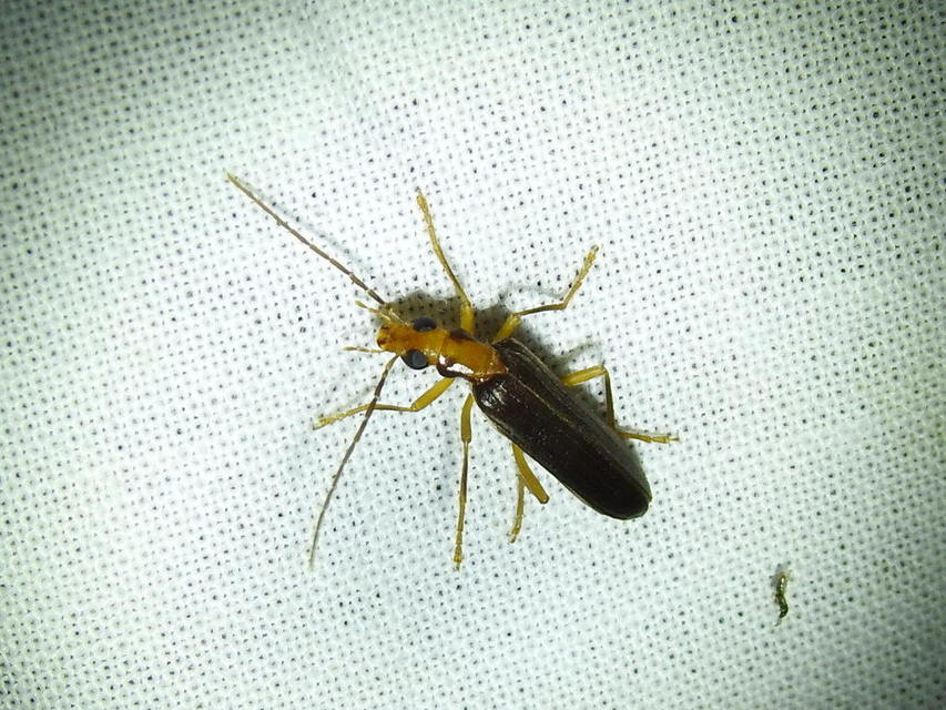 Nacerdes carniolica - karnóliai álcincér
