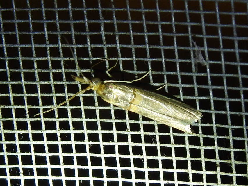 Etiella zinckenella - akácmoly
