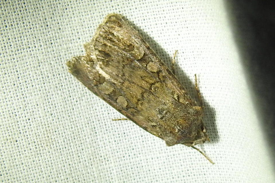 Euxoa tritici/nigrofusca/eruta