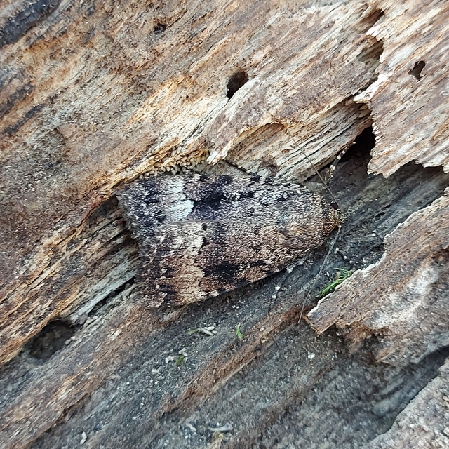 Amphipyra berbera/pyramidea