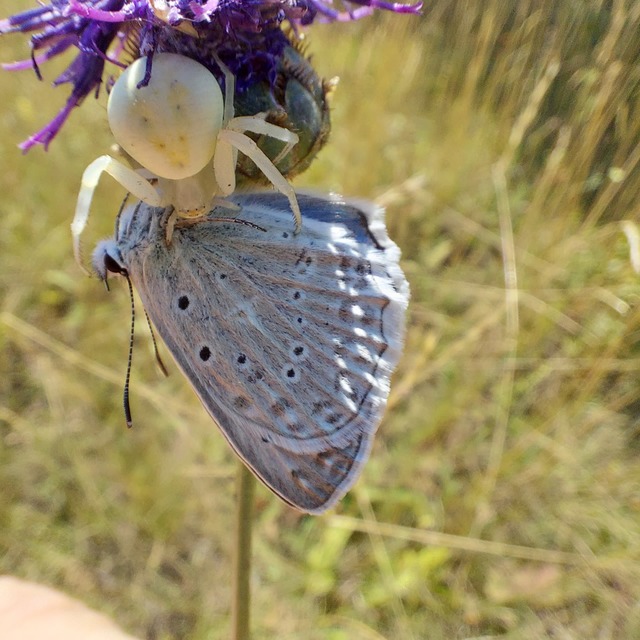 Polyommatus daphnis - csipkés boglárka