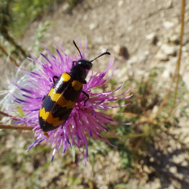 Mylabris variabilis - szalagos hólyaghúzó Mylabris variabilis - szalagos hólyaghúzó
