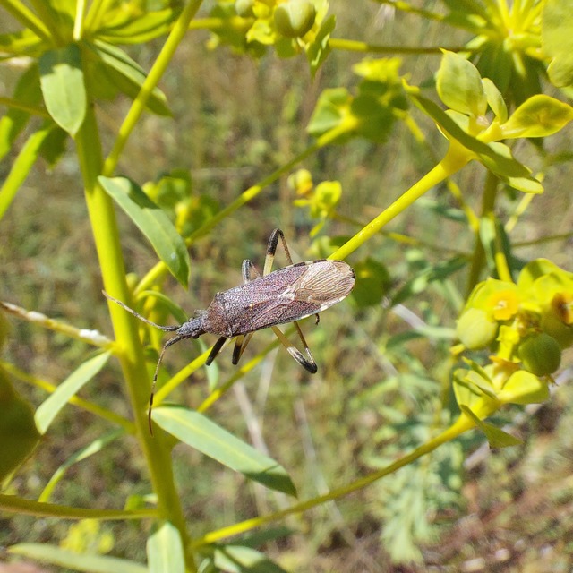 Dicranocephalus