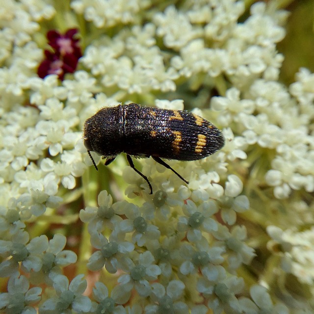 Acmaeoderella flavofasciata - sárgacsíkos zömökdíszbogár