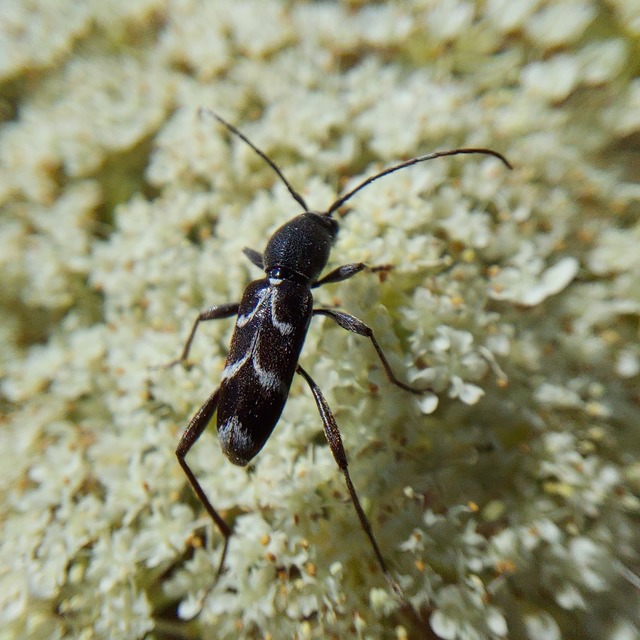 Chlorophorus sartor - feketevállú darázscincér