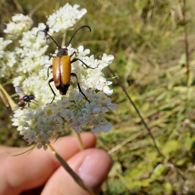 Stictoleptura fulva - vörhenyes virágcincér