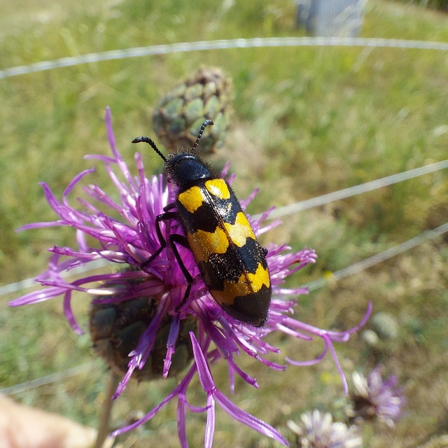 Mylabris variabilis - szalagos hólyaghúzó Mylabris variabilis - szalagos hólyaghúzó