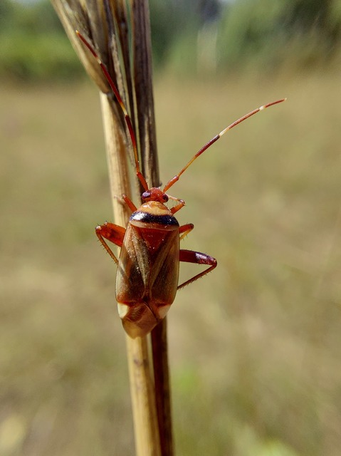 Adelphocoris vandalicus - feketevállú mezeipoloska