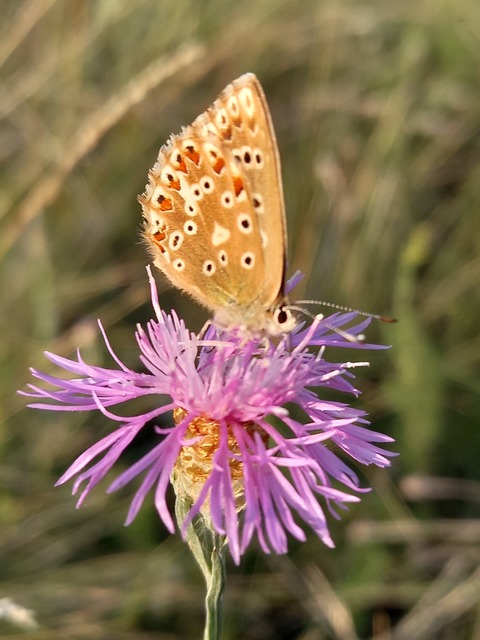 Polyommatus coridon - ezüstkék boglárka
