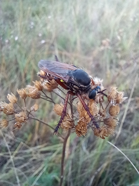 Dasypogon