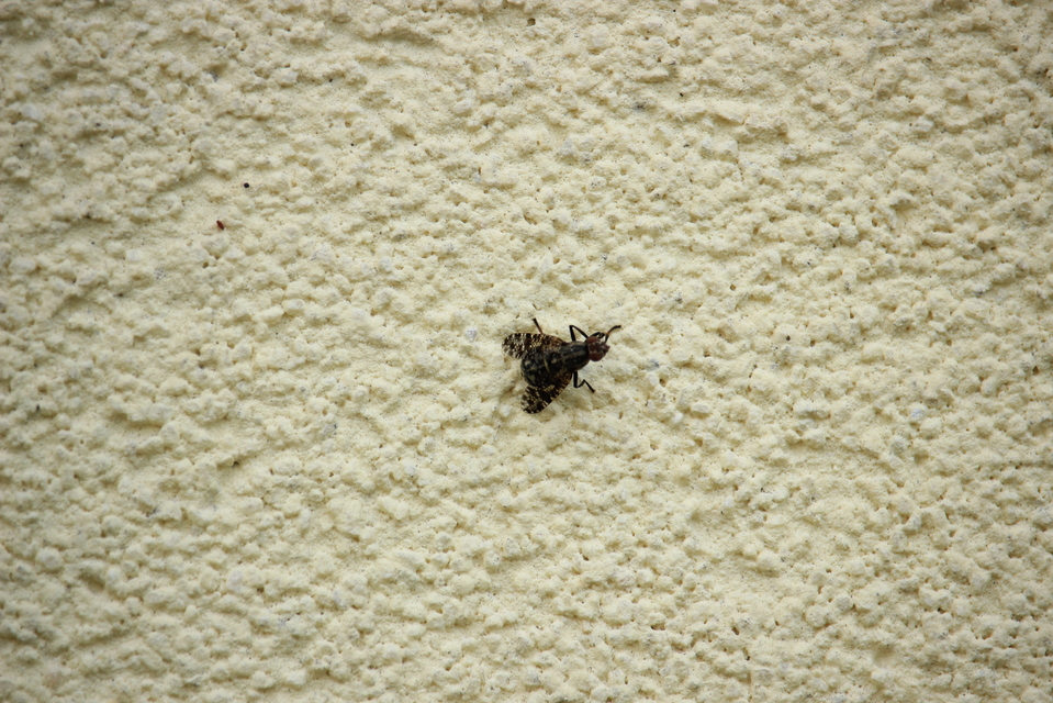Platystoma