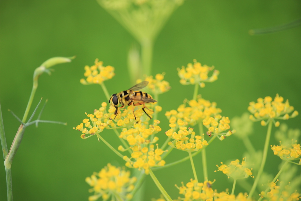 Myathropa florea - halálfejes odúlégy