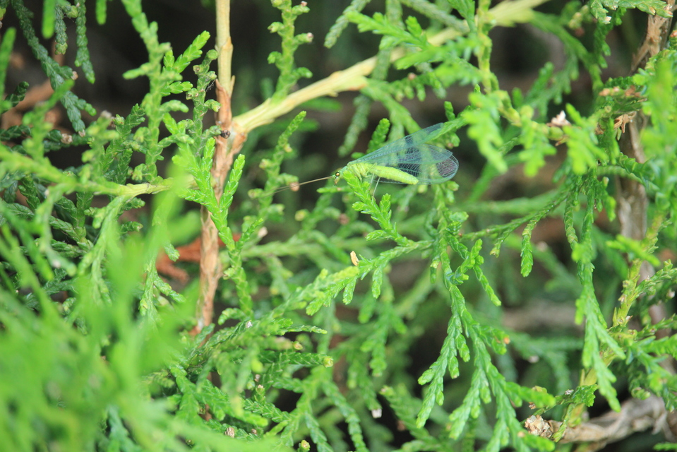 Chrysopidae - zöldfátyolkák