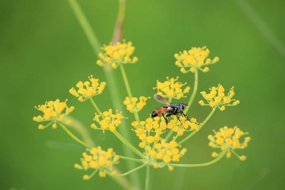 Cylindromyia