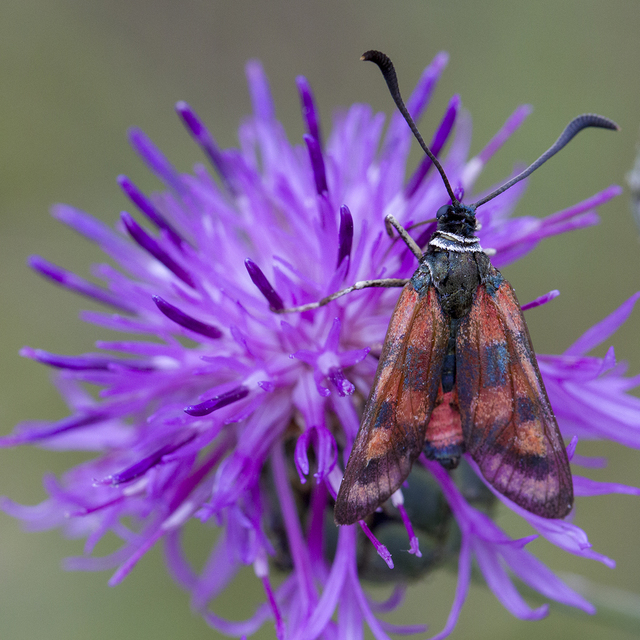 Zygaena carniolica - fehérgyűrűs csüngőlepke