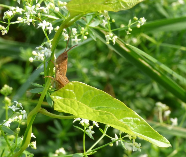 Chorthippus (Chorthippus) (subgenus)
