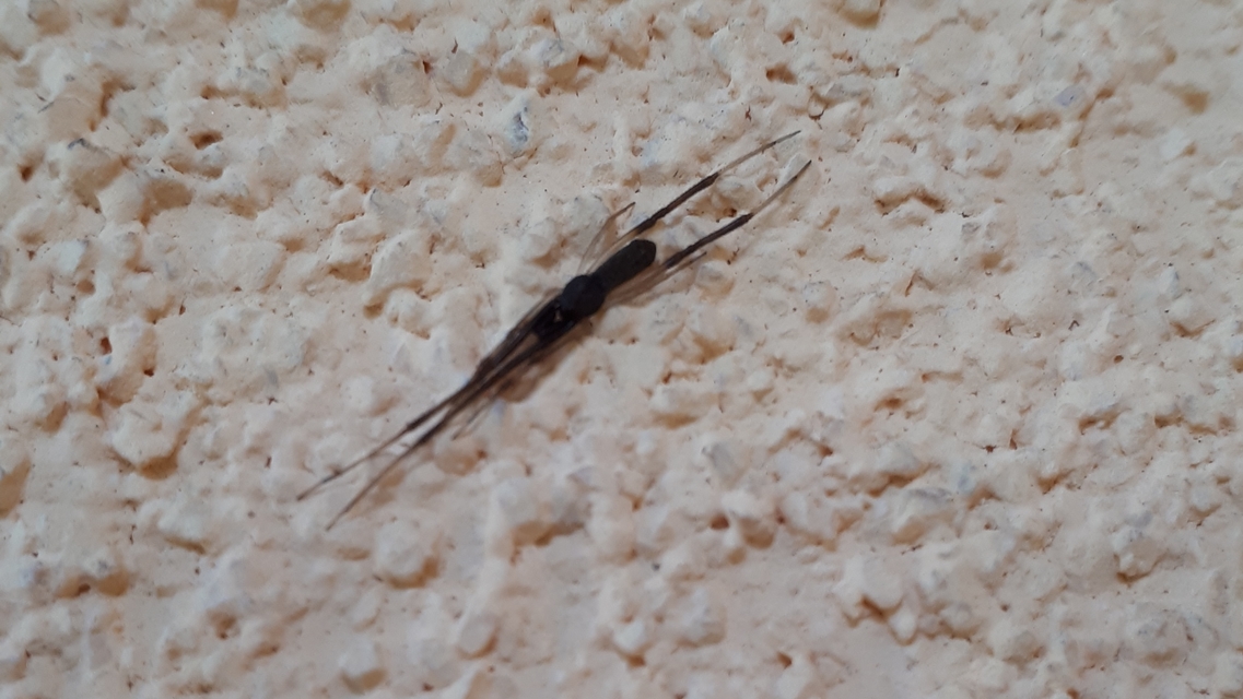 Episinus truncatus - csonka törpepók
