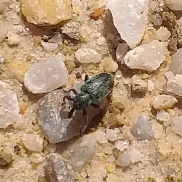 Hypera nigrirostris - pompás pikkelyesormányos
