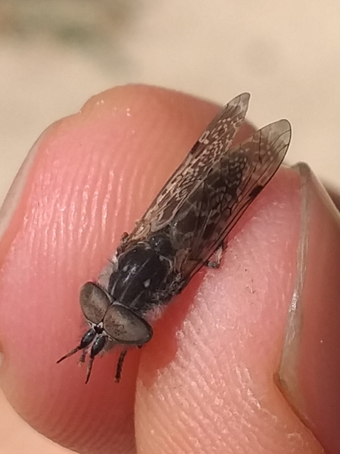 Haematopota
