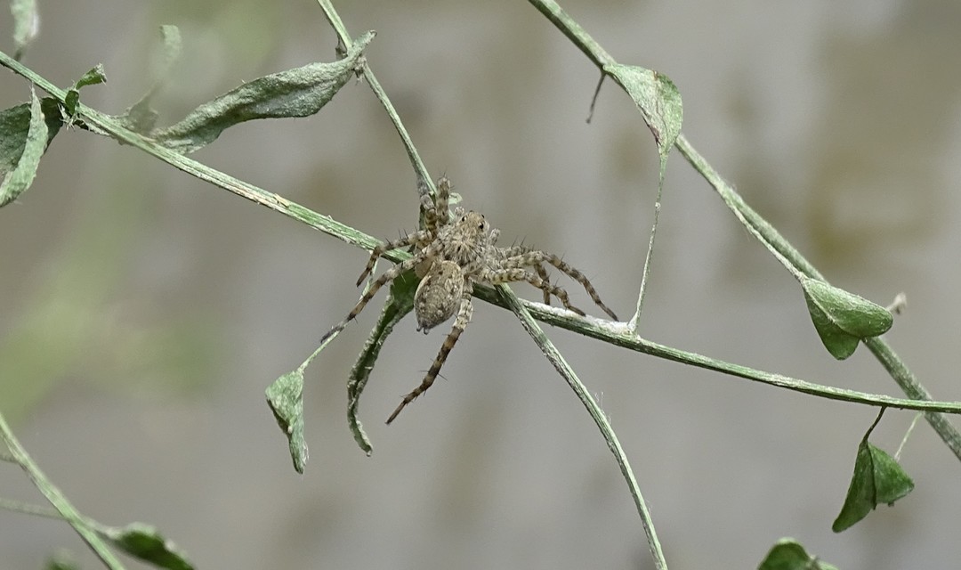 Pardosa nebulosa