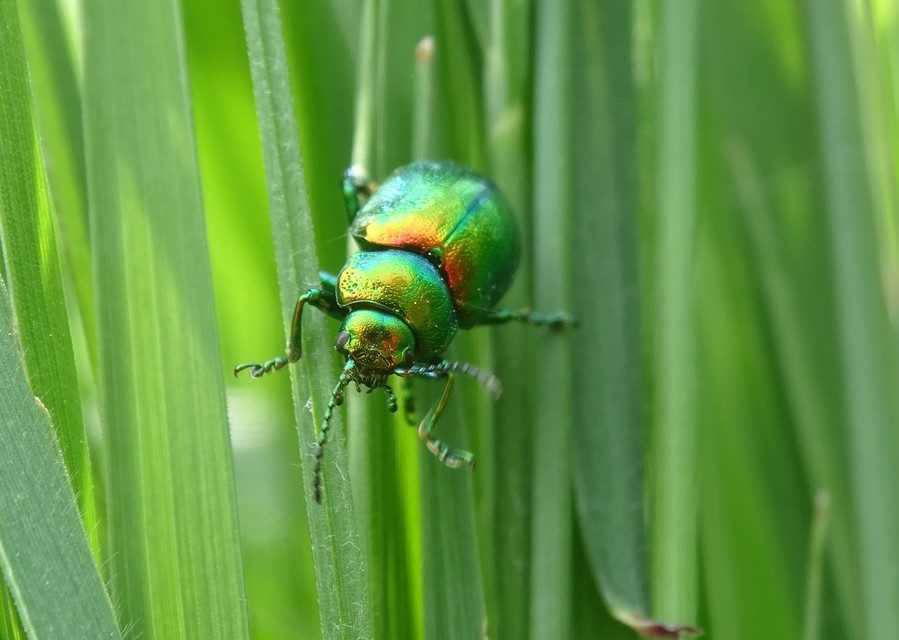Chrysolina graminis - zöld varádicslevelész