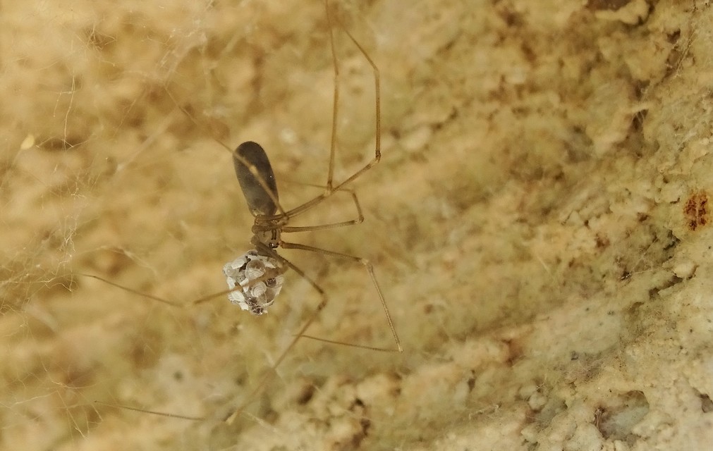 Pholcus opilionoides - kis álkaszáspók