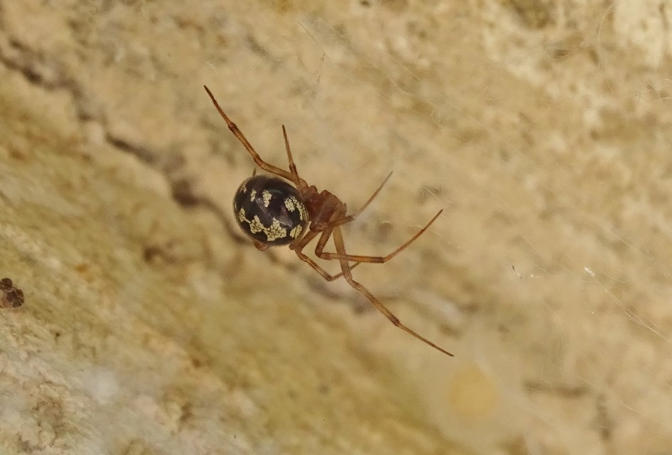 Steatoda triangulosa - háromszöges faggyúpók