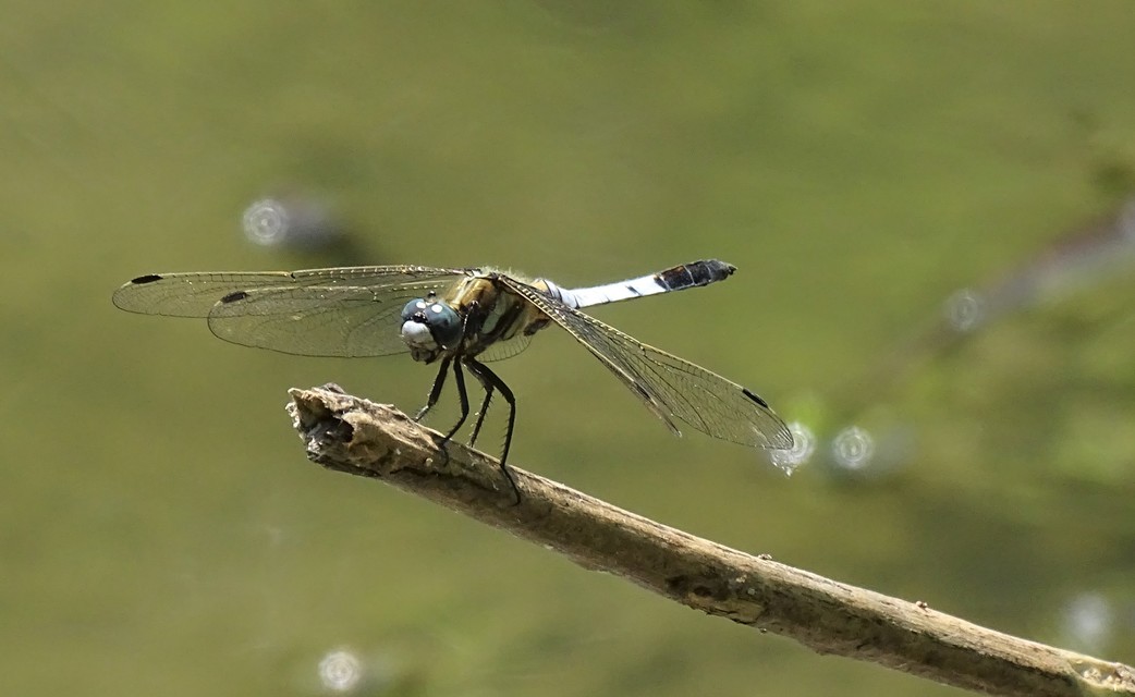 Orthetrum albistylum - fehérfarkú pásztorszitakötő