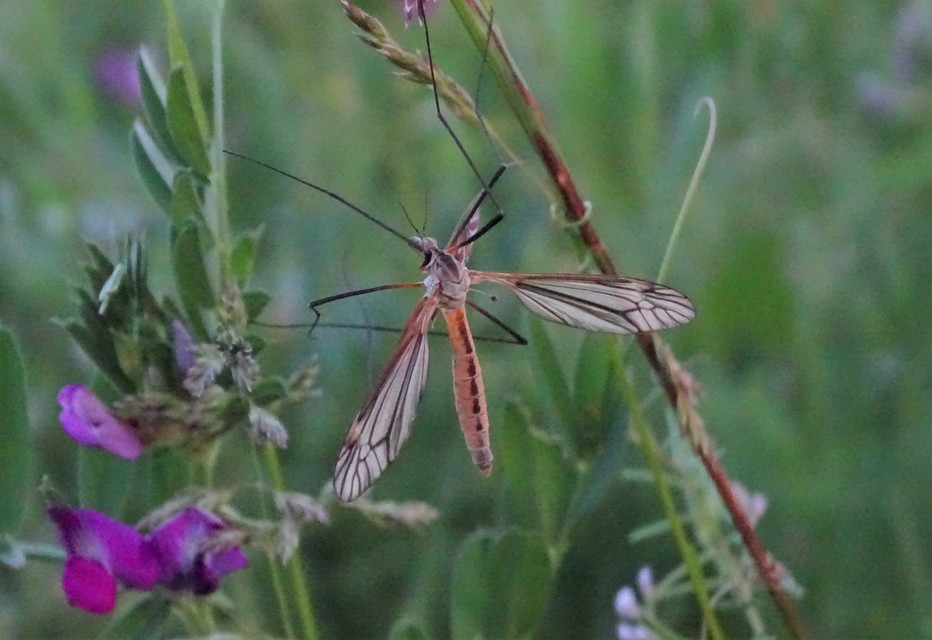 Tipula vernalis